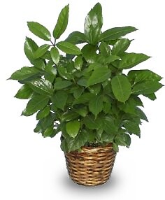 Green Schefflera Plant