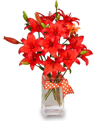 Blazing bright Lily Magic