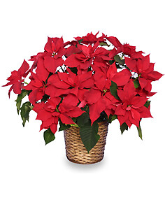 Radiant Poinsettia