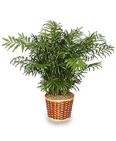 Parlor Palm Plant