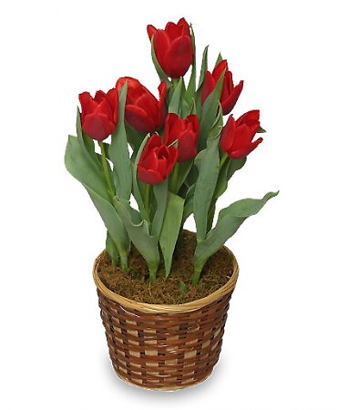 Potted Spring Tulips
