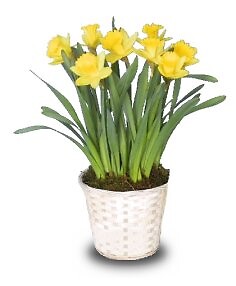 Potted Daffodils