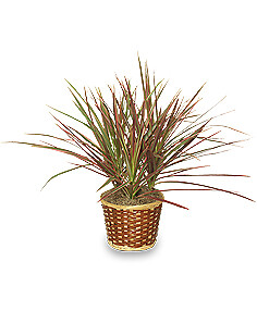 Red Margined Dracaena