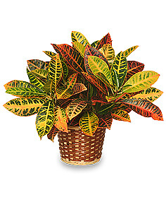 Croton Plant Basket