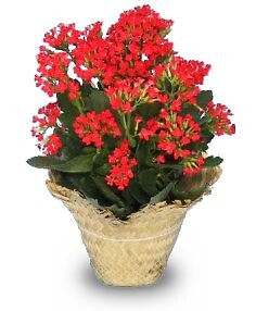 Flowering Kalanchoe