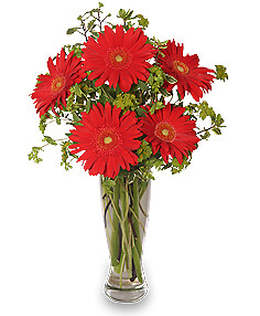 Ritzy Red Gerberas