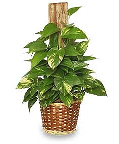 Golden Pothos Plant