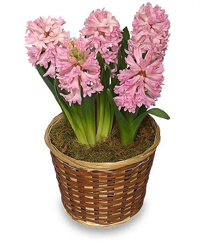 Potted Hyacinth